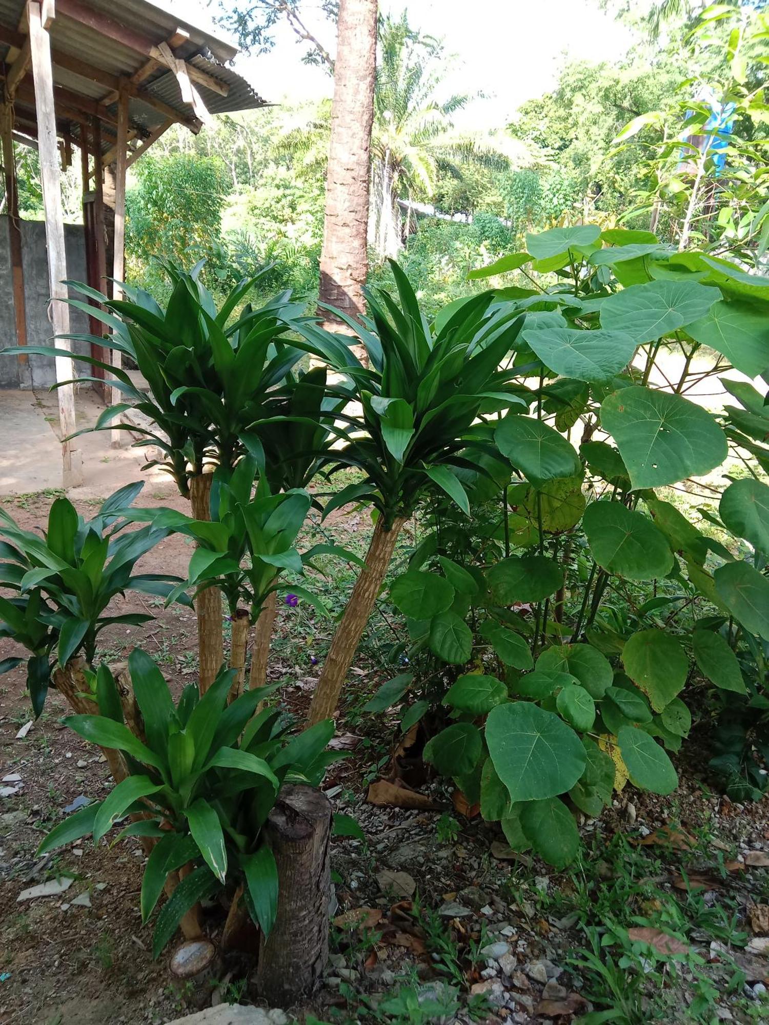Hotel Som Palmgarden à Ko Lanta Extérieur photo